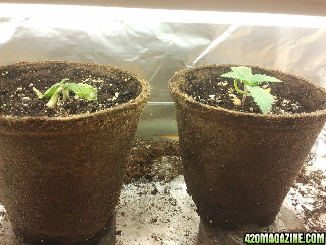 First grow- Day 10