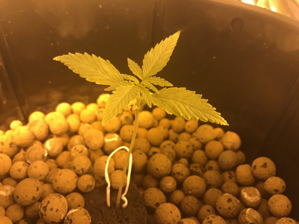 First grow end of week two