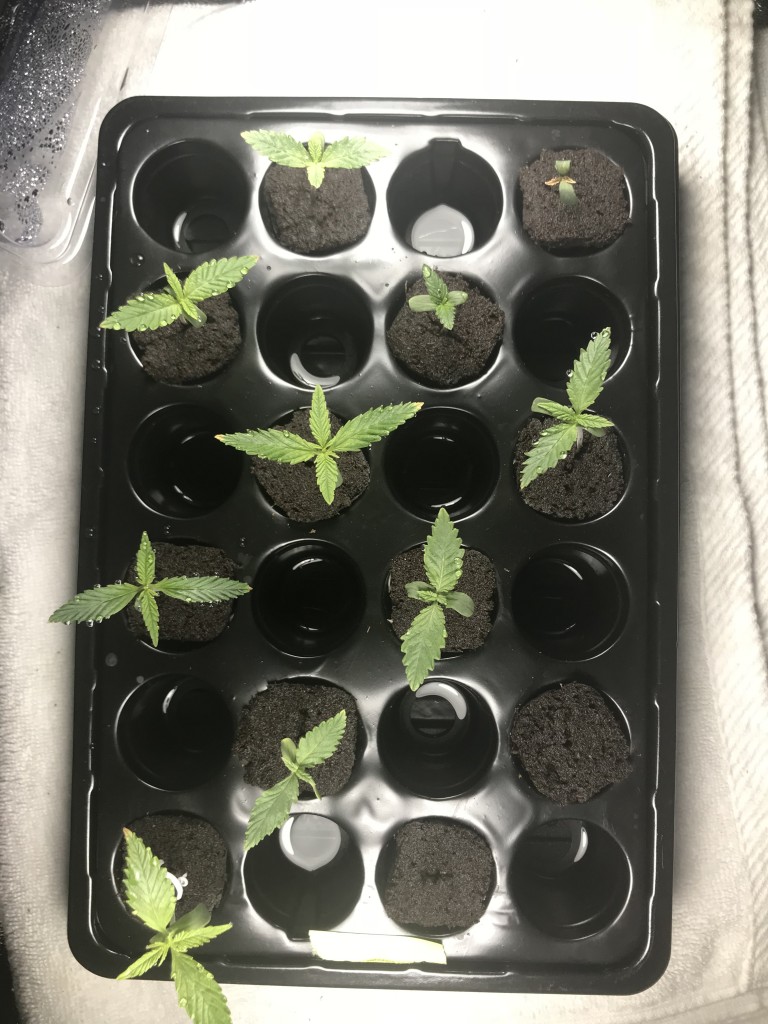 First grow end of week two