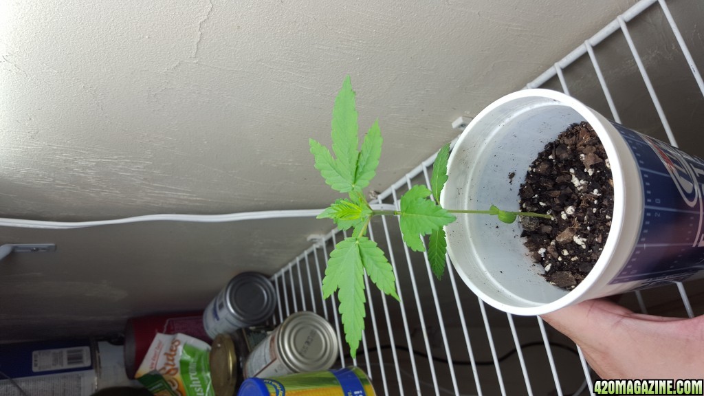 FIRST Grow ever