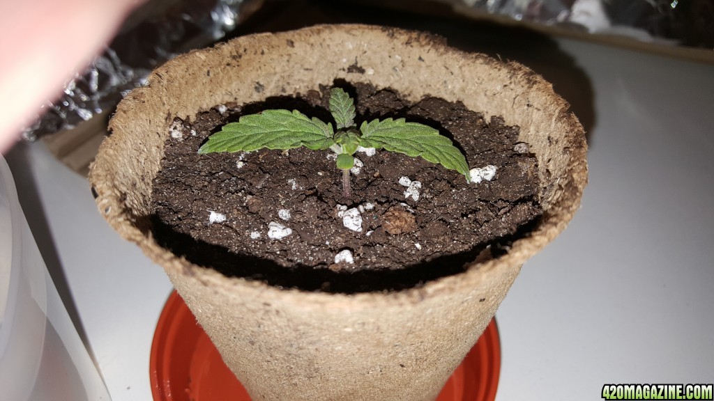 First Grow: Fibre pot - Don't!