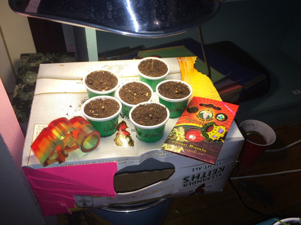 first grow from seed