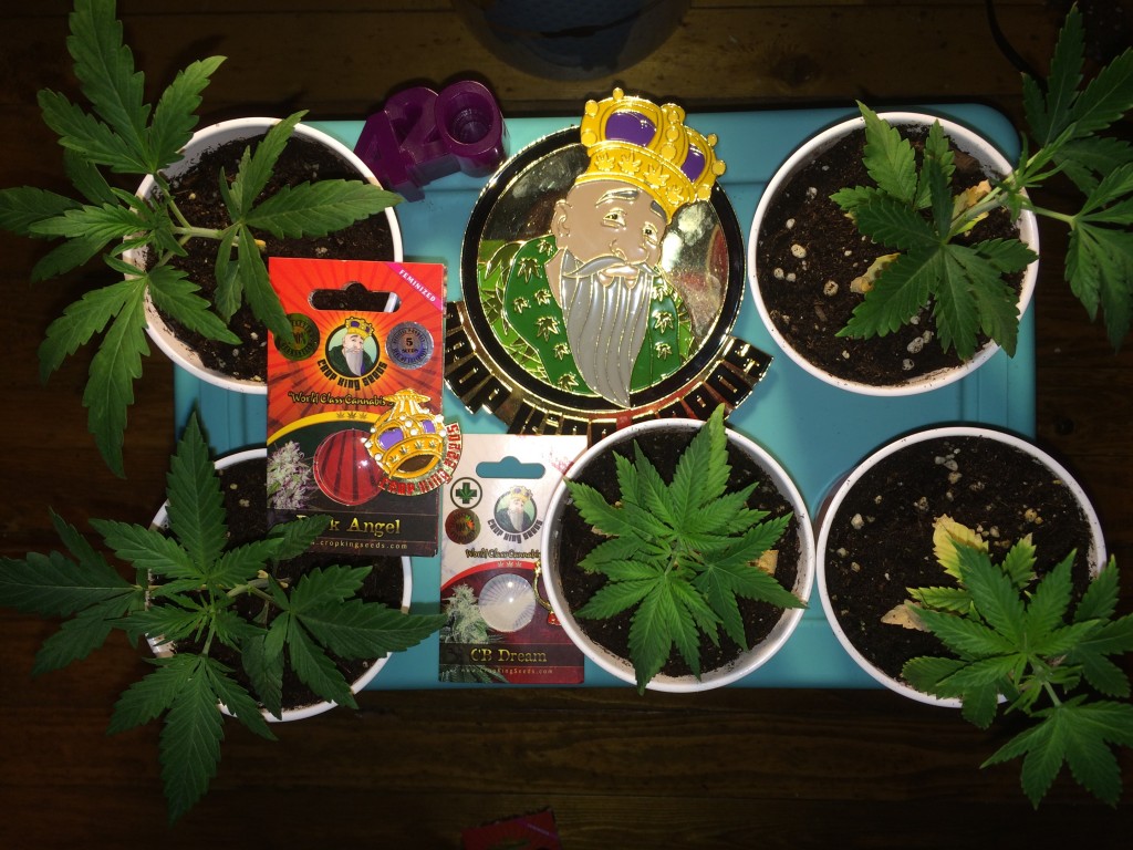 first grow from seed