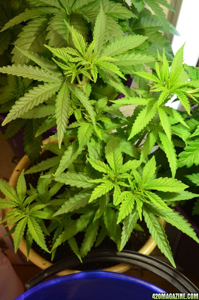 first grow hope some people comment