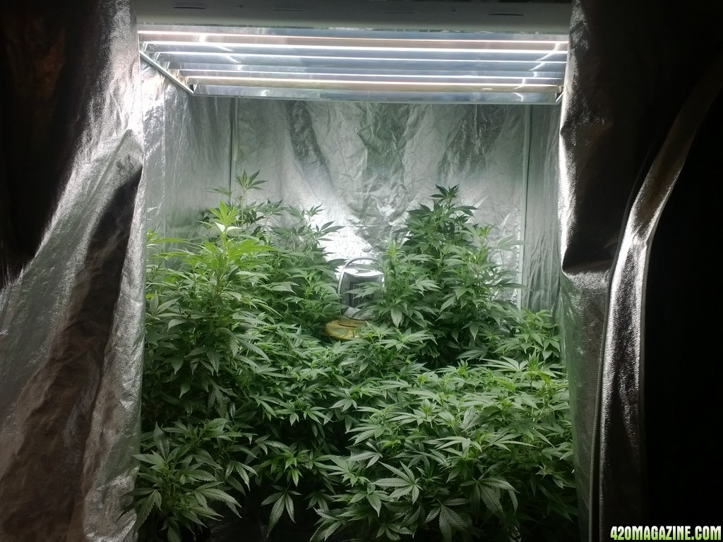 first grow how am i doing?