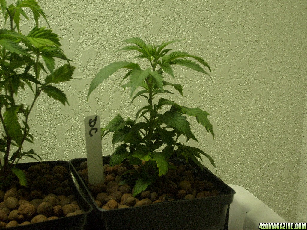 First Grow in 10 Years (Indica/Sativa Hybrid 1)