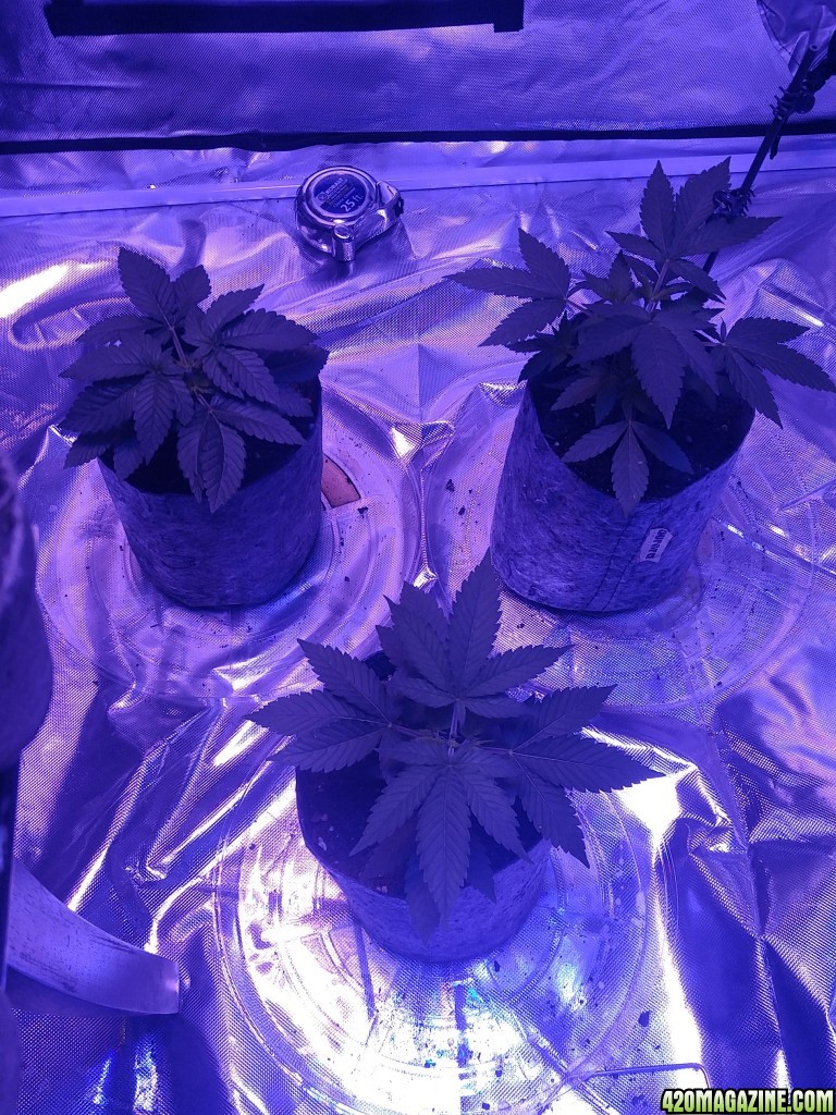 first grow in dirt.