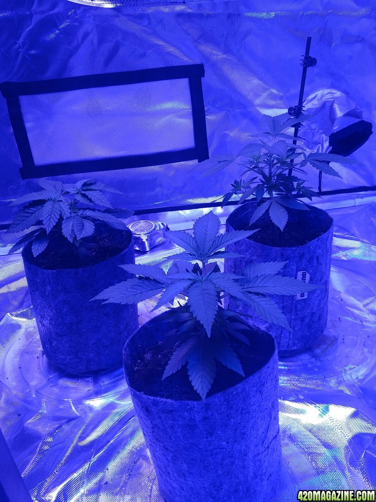 first grow in dirt.
