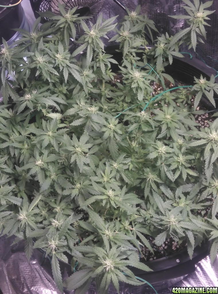 First Grow- opinions wanted thanx