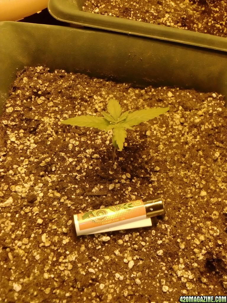 FIRST GROW-PLZ SAY YOUR OPINION