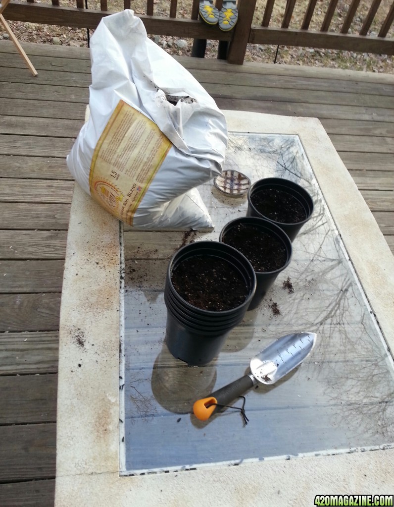 First Grow : Repotting Day