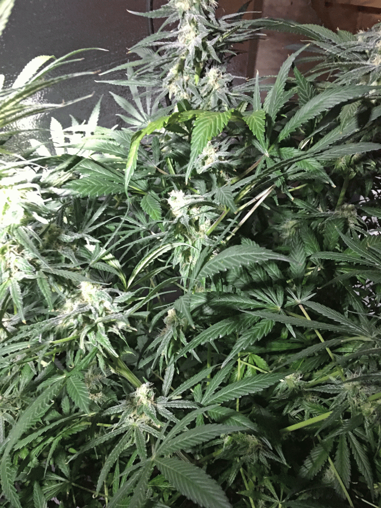 First Grow Ripening