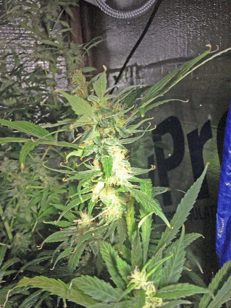 First Grow Ripening