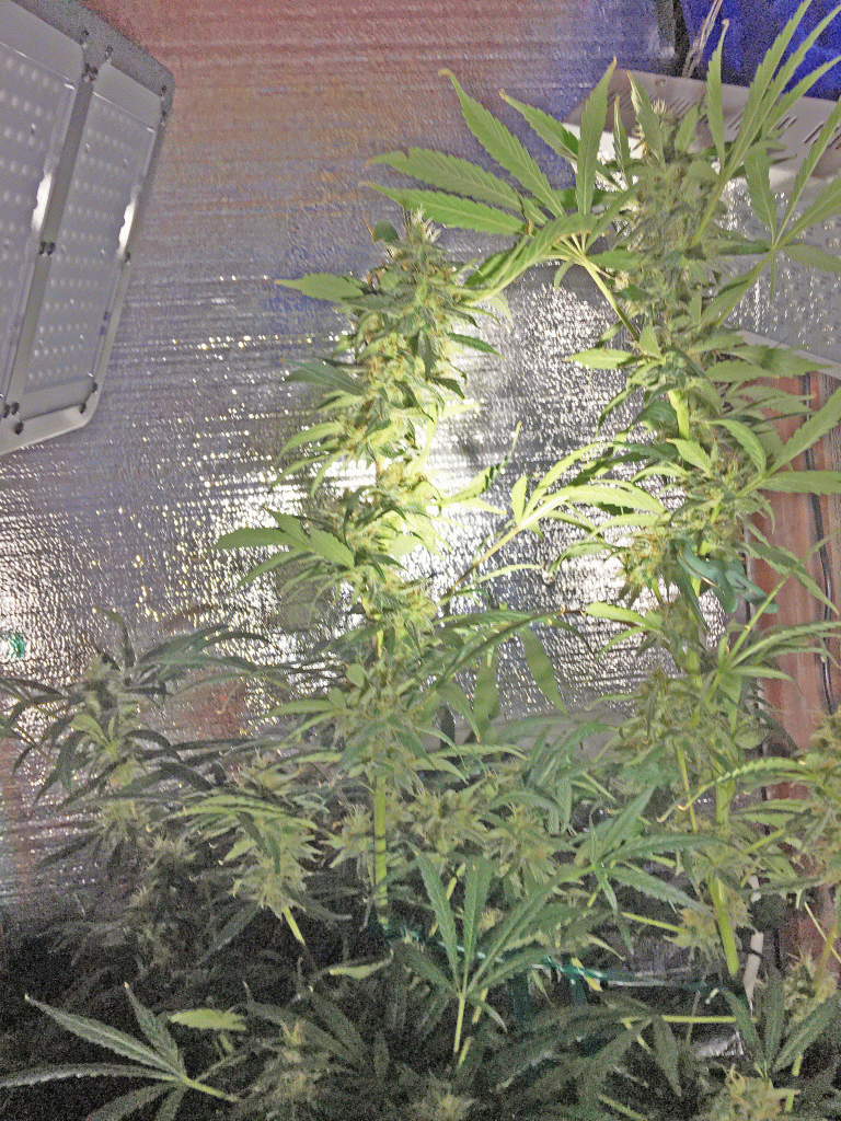 First Grow Ripening