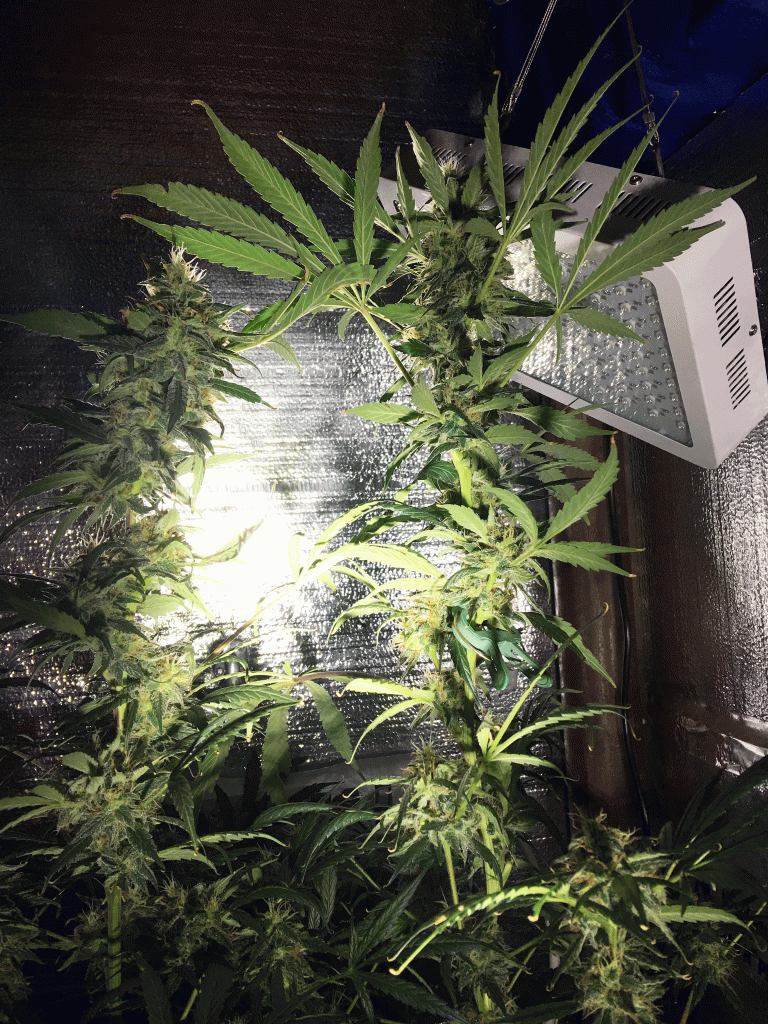 First Grow Ripening