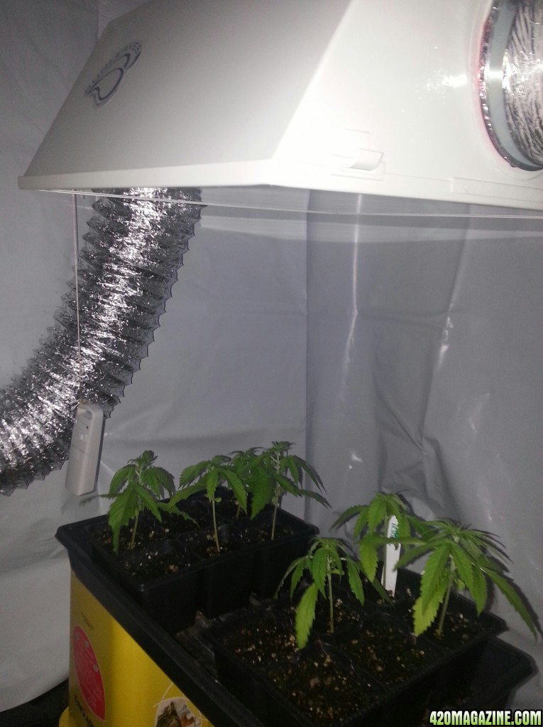 First Grow: Seed / Clone / Veg rack