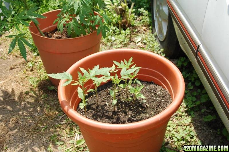 First Grow Set#2.The little ones