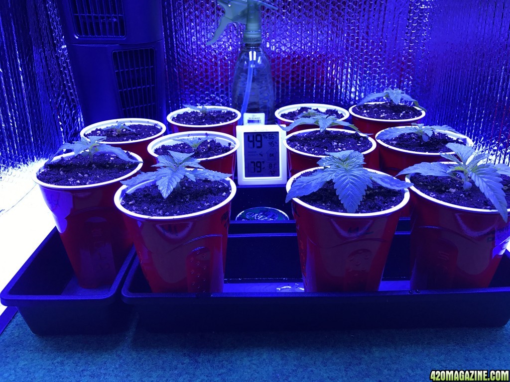 First grow sprouted 3/15/17