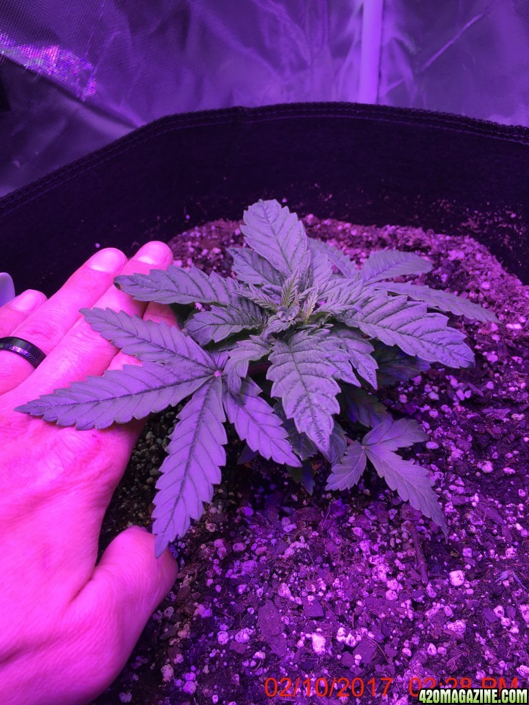 First grow under LED