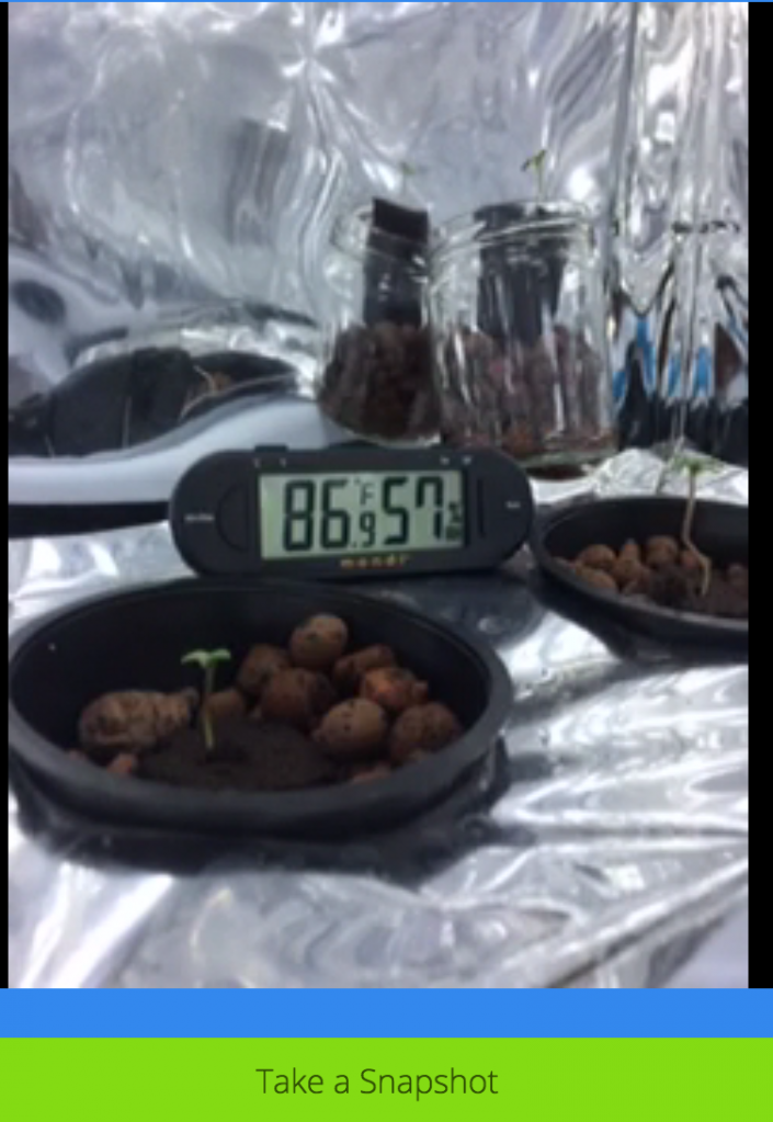 FIrst grow update 2