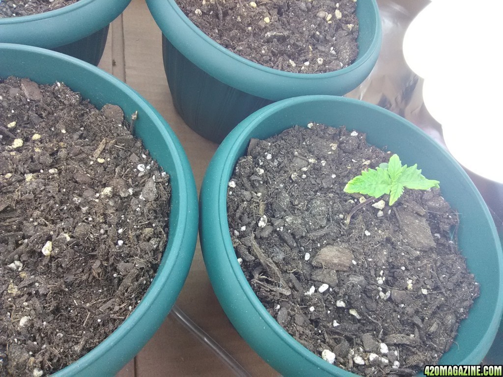 First Grow - Week 1