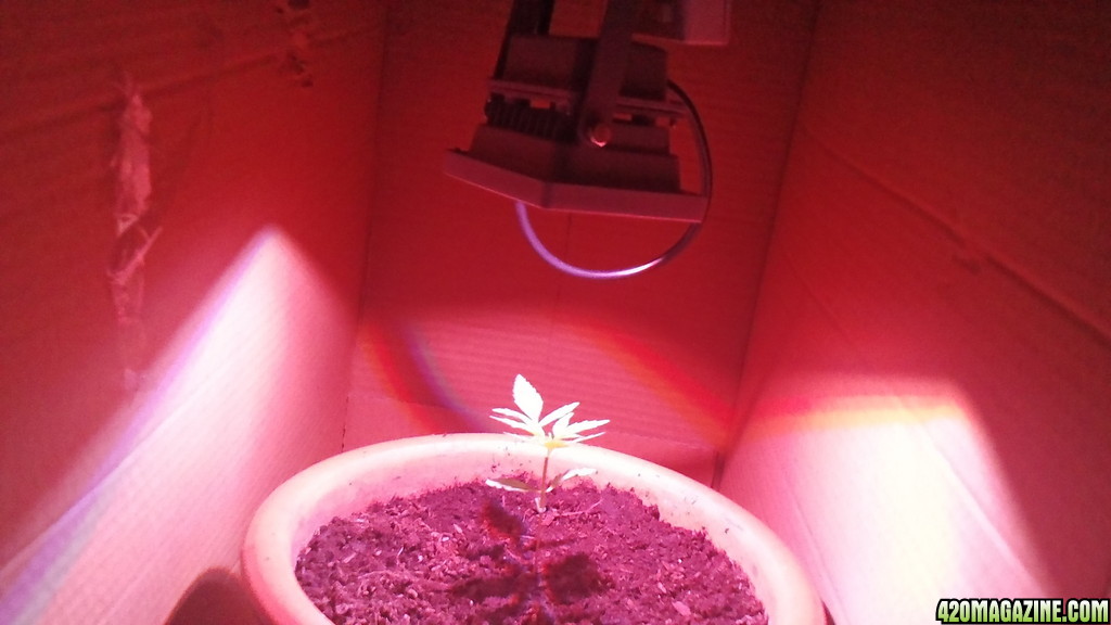 first grow week 3