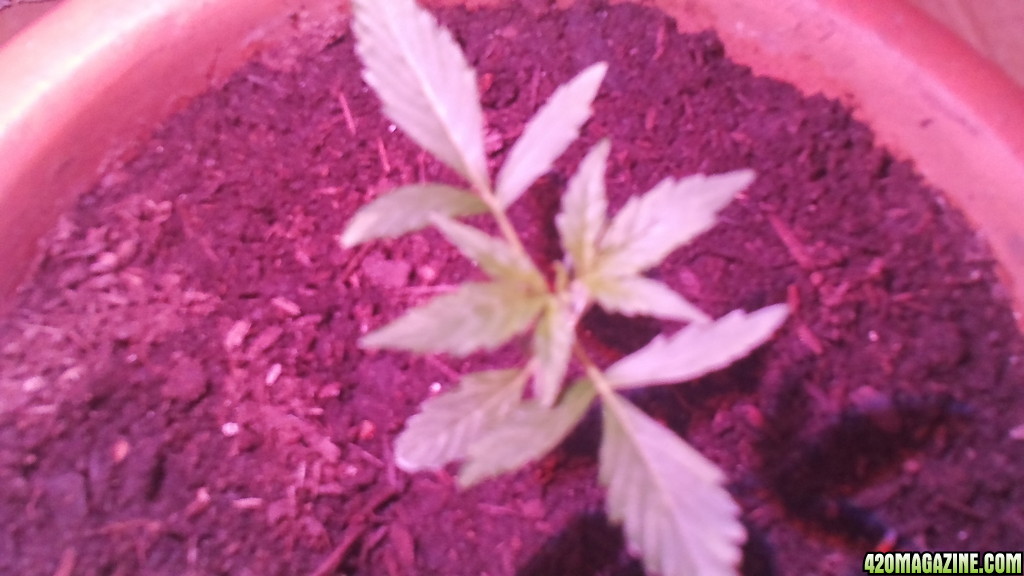 first grow week 3