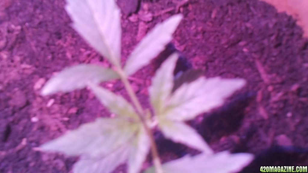 first grow week 3