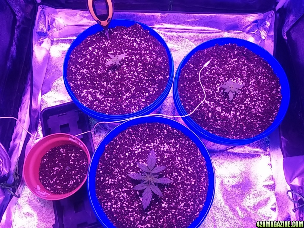 First grow