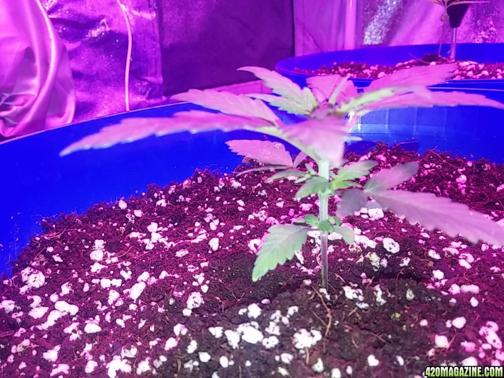 First grow