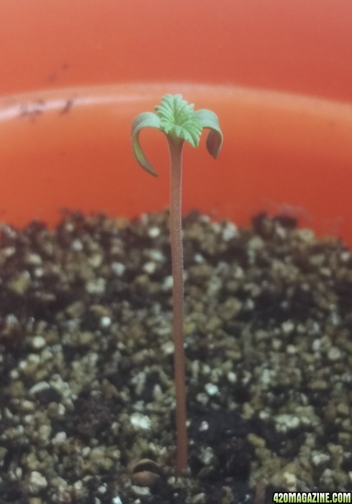 First grow