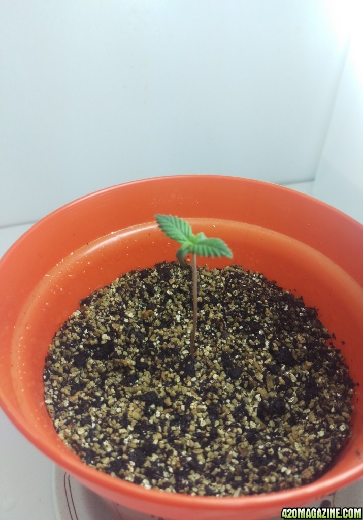 First grow