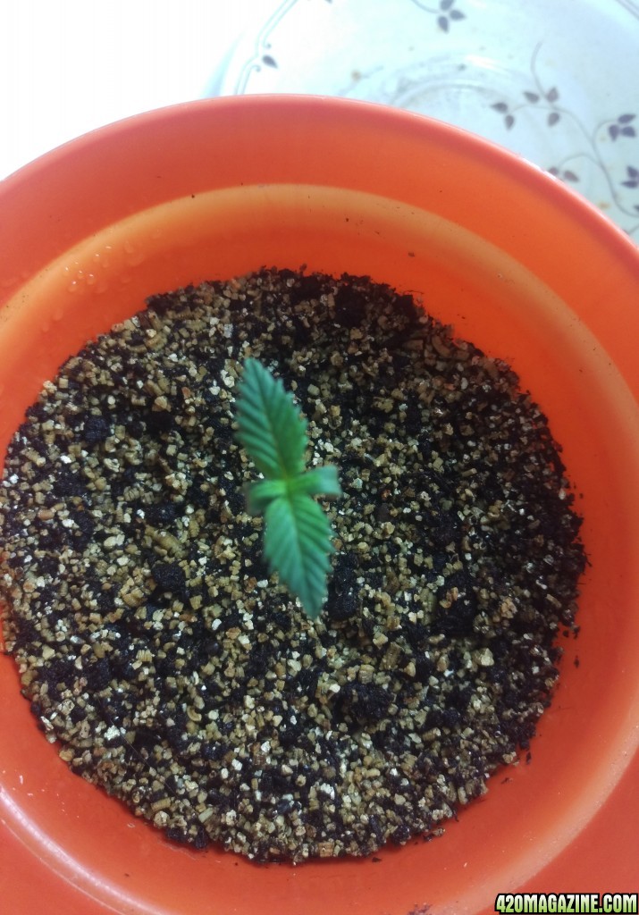 First grow