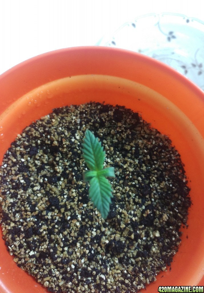 First grow