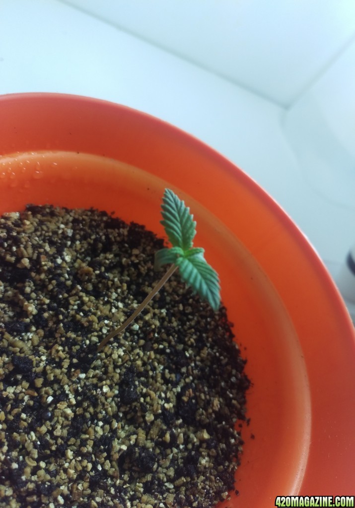 First grow