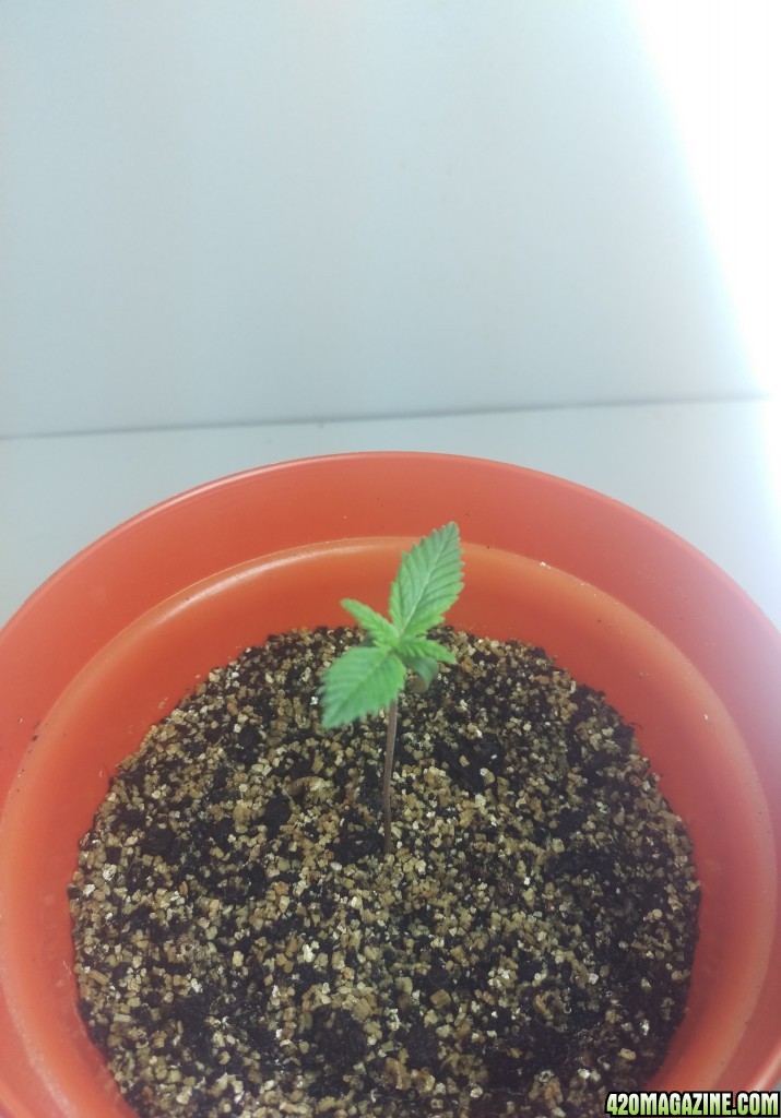 First grow