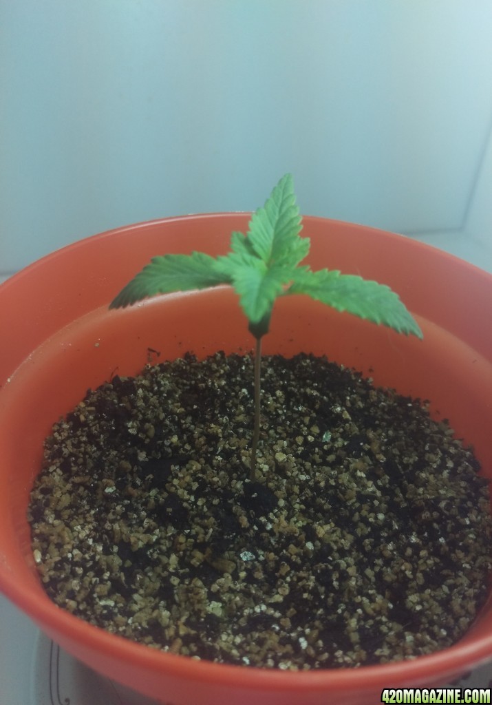 First grow