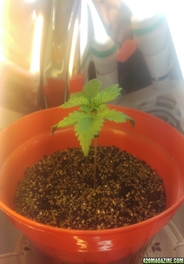 First grow