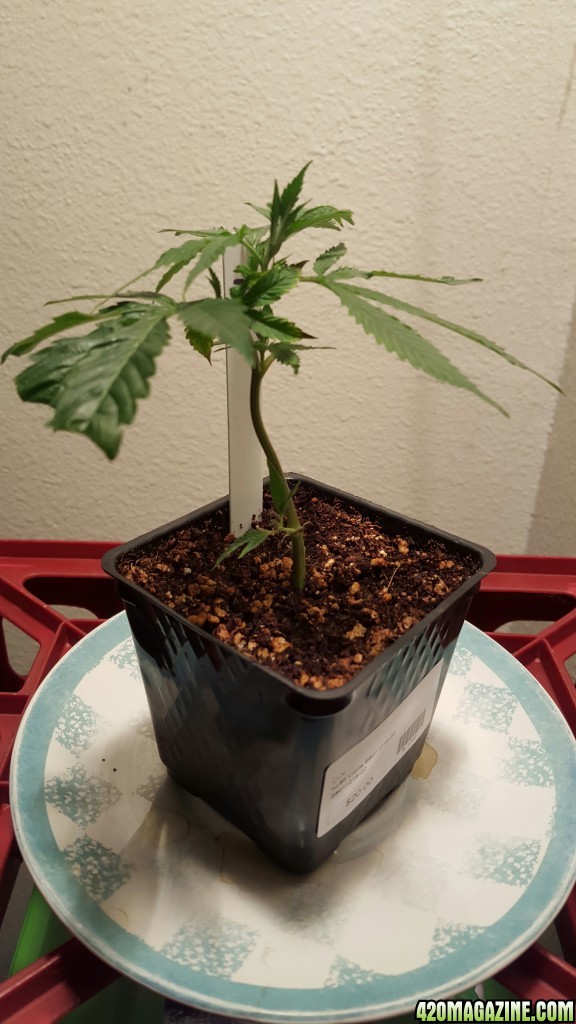 first grow