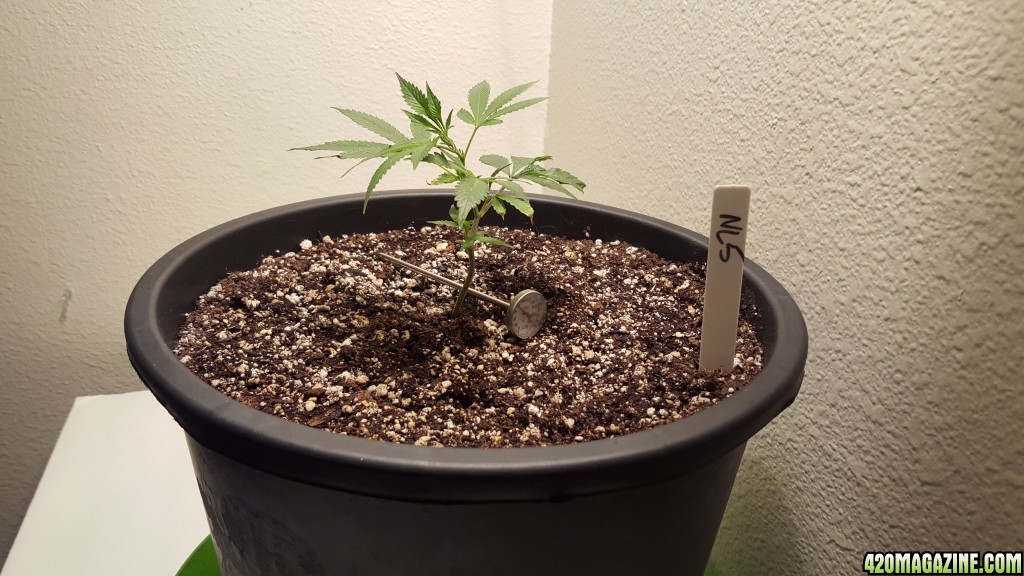 first grow