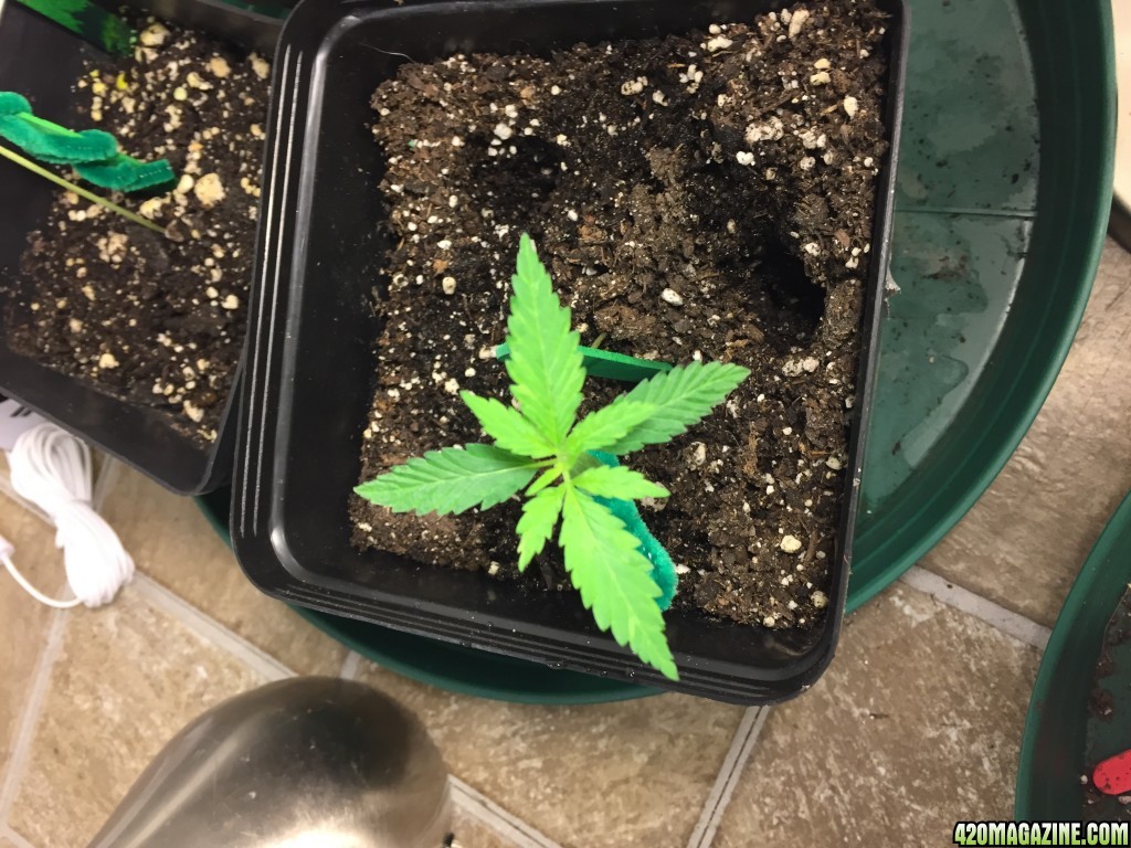 first grow