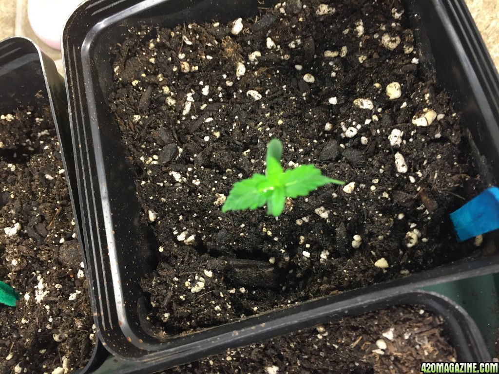 first grow