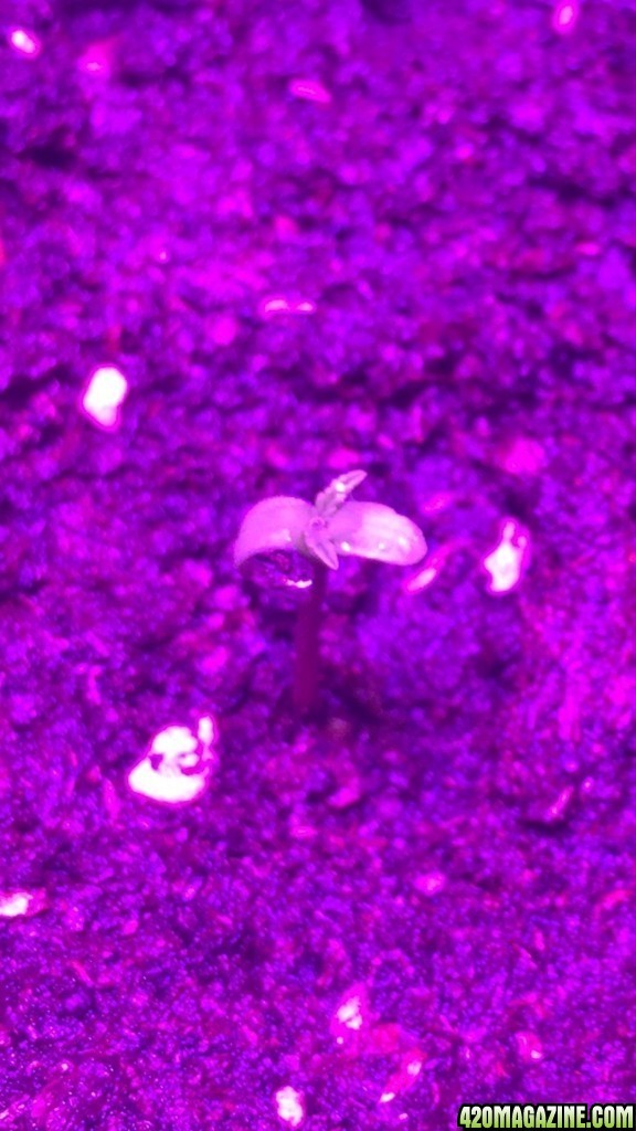 first grow