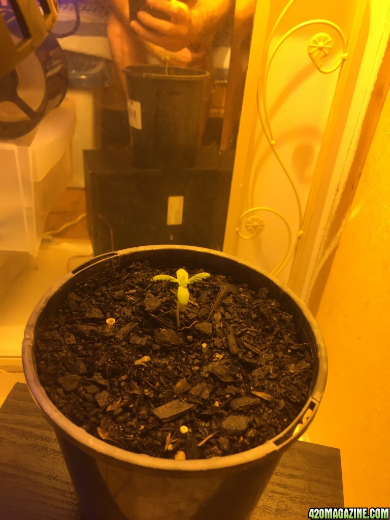 first grow