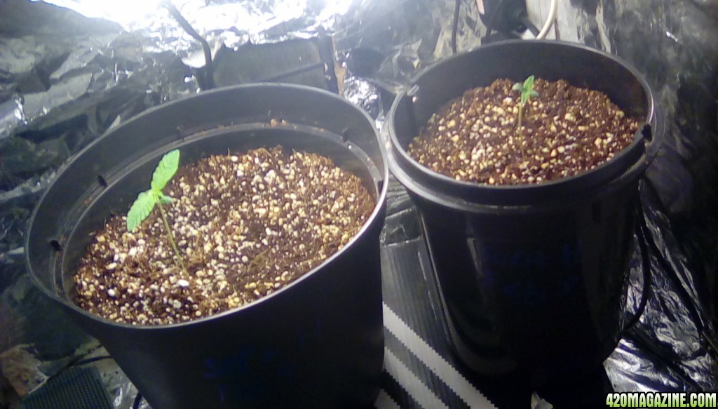 first grow