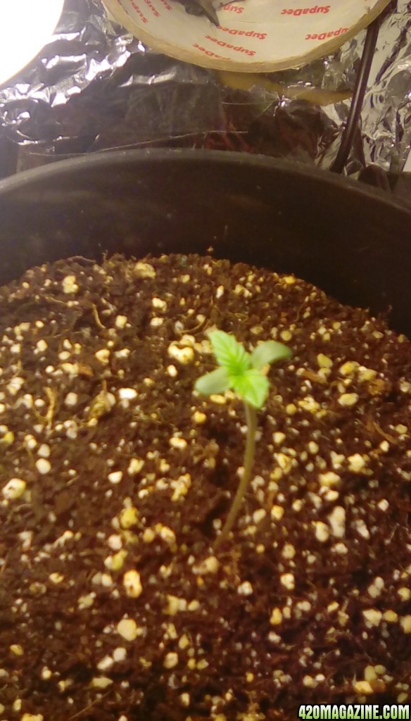 first grow