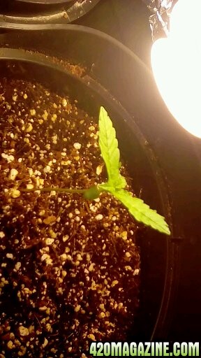 first grow