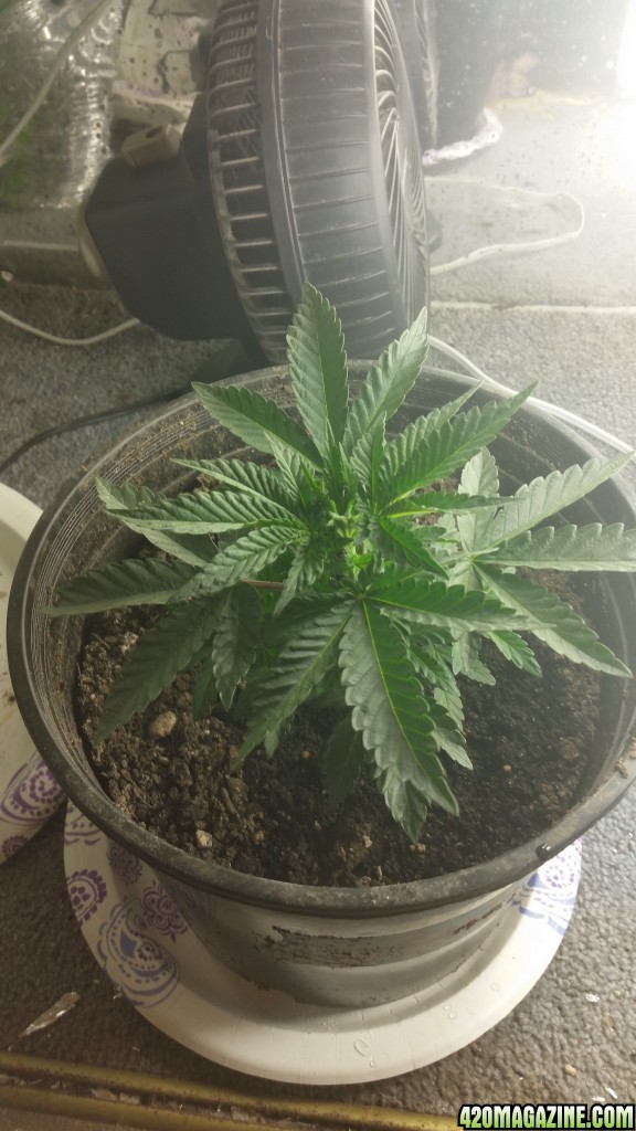 First grow