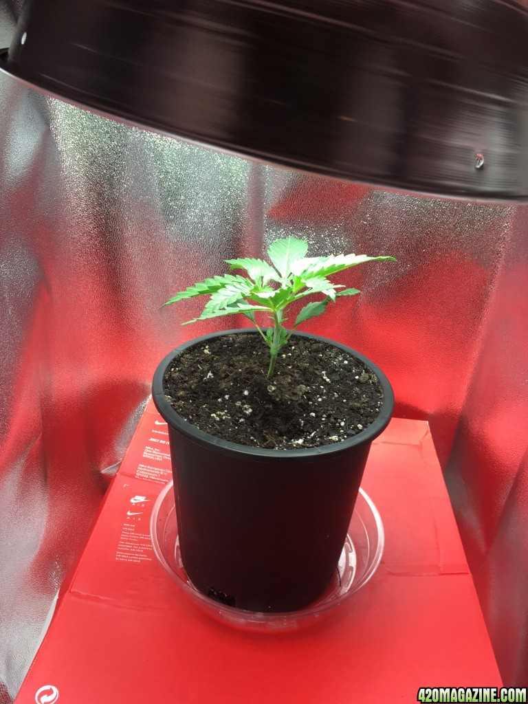 First grow