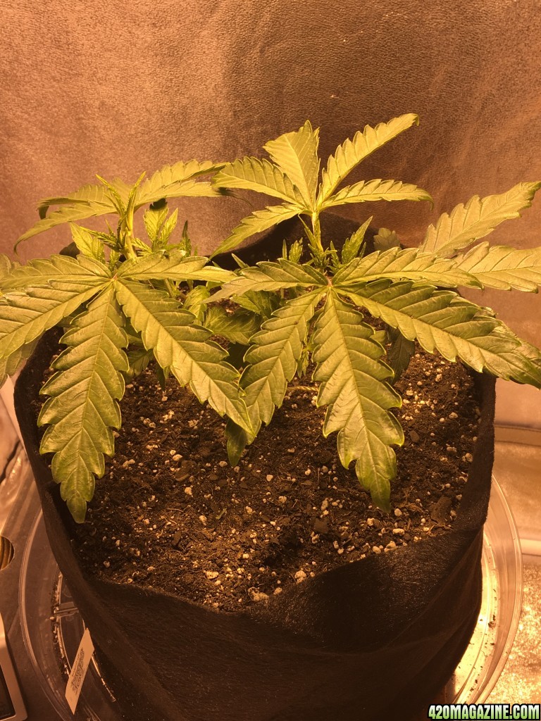 First grow